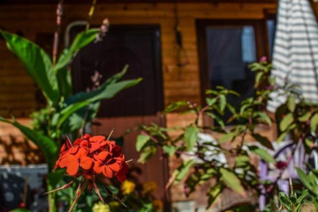 Backyard Apartment Ohrid Bagian luar foto